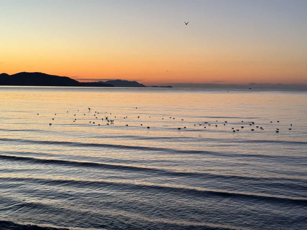 Seaview with birds